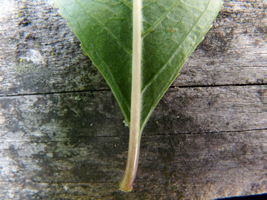 {Viburnum prunifolium}